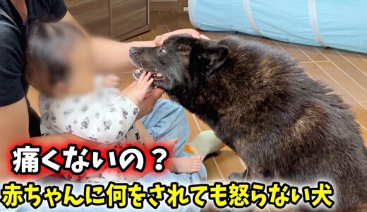 【優しすぎ】赤ちゃんに何をされても怒らない犬