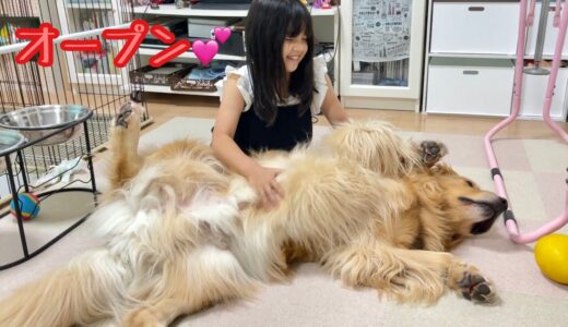 心も体も開きすぎな大型犬クッキー【ゴールデンレトリバーとミニチュアダックスフンド】