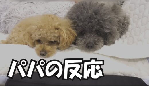 犬のある部分の形を変えた時のパパの反応がこちら