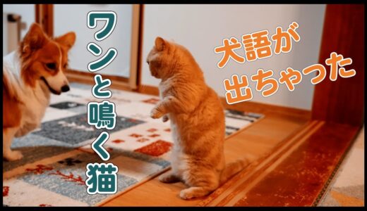 【困惑】おしりを嗅がれ、いきなり犬語で話し出す猫