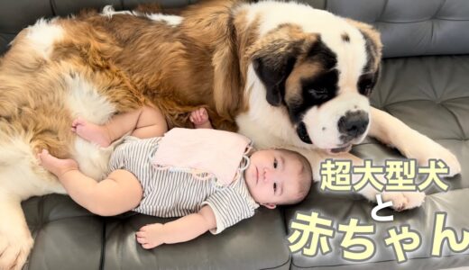 超大型犬セントバーナードと5ヶ月の赤ちゃん