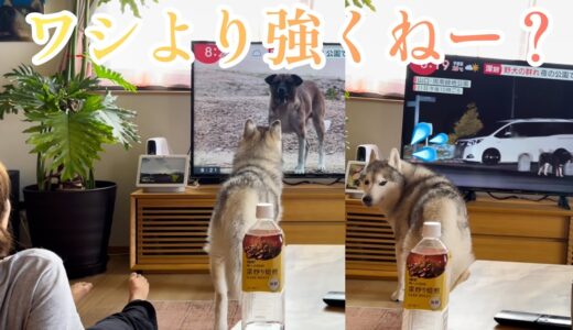 二人並んでTVを見ていたら犬が映ったのでついつい挨拶しに行くシベリアンハスキー