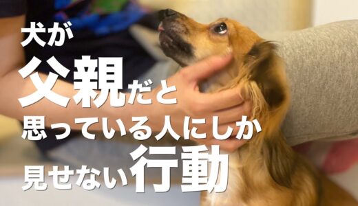 犬が飼い主を父親だと思っている時にしか見せない行動