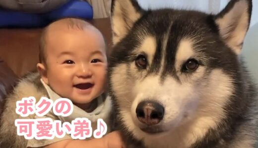 二頭の大型犬と小さな弟くん♪ 一緒に成長していく可愛い３姉弟の日々