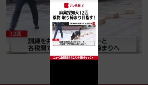 およそ４ヵ月にわたる麻薬探知の厳しい訓練を経た犬12匹が16日、新たに麻薬探知犬として認定されました。（2022年6月16日）#Shorts