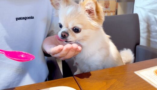 チワワ犬が初めてマグロステーキを食べるとこうなりましたwww