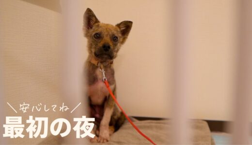 牧場に捨てられてた犬を連れて帰ってきた最初の夜