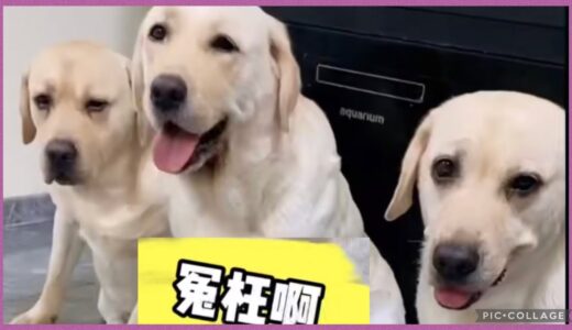 沒有說實話的呀🤣#拉布拉多#無毛犬