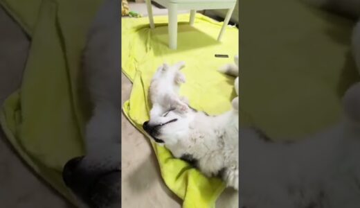 必殺技でハスキー犬を起こす猫がこちら…笑#shorts