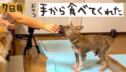 牧場に捨てられてた犬との生活7日目 手からおやつを食べてくれました