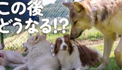 初めて狼犬に会ったボーダーコリーの反応が予想外すぎた…！【ウルフドッグと犬】