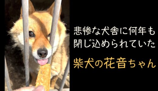 悲惨な犬舎に何年も閉じ込められていた　柴犬の花音ちゃん