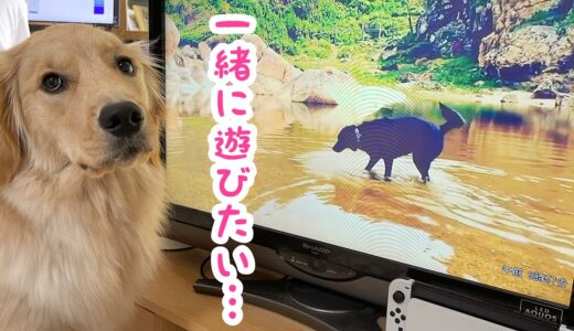 画面の中の犬はテレビの裏側にいると思っているゴールデンレトリバー