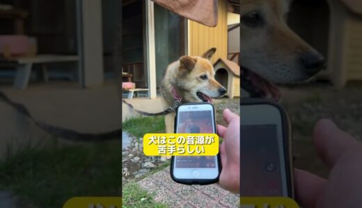 犬が苦手な音は本当か検証してみた。#shorts