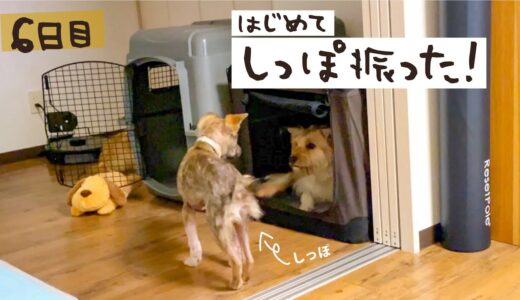 牧場に捨てられてた犬との生活6日目 しっぽを振りました！