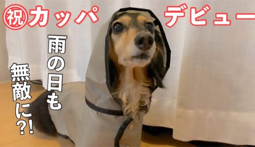 【ダックスフンド】初☆犬用レインコートを購入☆これで雨の日も安心？！【3COINS】