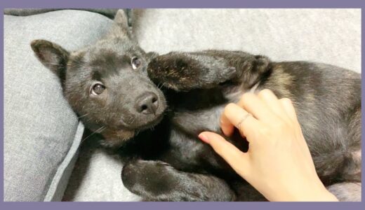 【甲斐犬】寝ぼけた子犬のオバケおててが可愛すぎるんだが…！