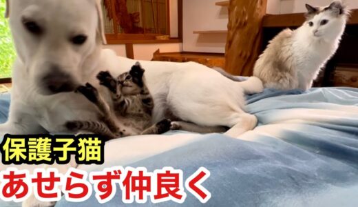 保護子猫と対面直後の犬と猫、それぞれの距離の取り方