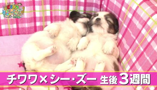 【シー・ズー】ご対面　なかよし　聴導犬訓練【かわいい犬まとめ動画】