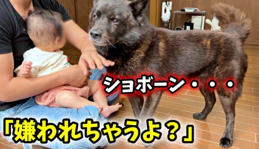 【切ない】赤ちゃんが好きすぎて空回りする犬