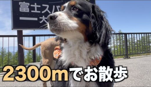 暑い日の犬のお散歩も快適！？【富士スバルライン】