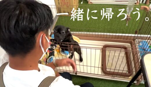 【保護犬】今日から家族だよ。