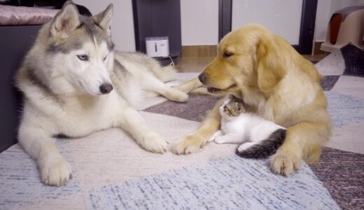 ゴールデンレトリバーが同意するまで絶対に子猫に手を出さないハスキー犬