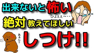 【犬 しつけ】教えないと怖いしつけ！新！遠藤エマチャンネル【犬のしつけ＠横浜】