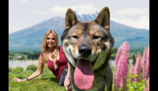 THE SHIKOKU INU – JAPANESE WOLF DOG? 四国犬