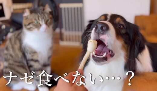 【人間か？】オヤツを大事に大事にとっておくタイプの犬【オーストラリアンシェパード】