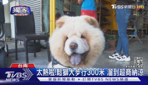 #獨家 懂得享受!鬆獅犬「大熊」偷溜出門 竟到超商爽吹冷氣｜TVBS新聞