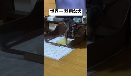 世界一 器用な犬を目撃