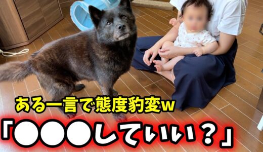 赤ちゃんと楽しく遊んでたのに、飼い主の一言で犬が・・・【犬と猫と赤ちゃん】