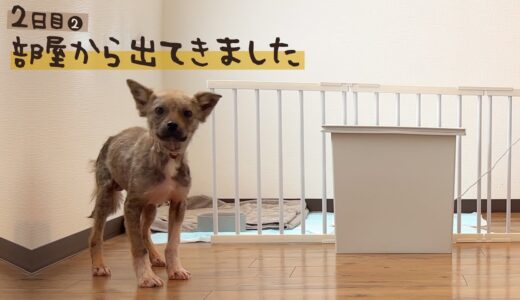 牧場に捨てられてた犬との生活２日目② 部屋から出てきました