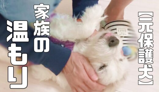 元保護犬ハンくんと里親さまから教えてもらったこと「vol 217」