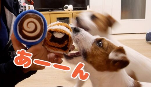 2年目の犬youtuberならお利口さんに紹介できます/ジャックラッセルテリア/多頭飼い