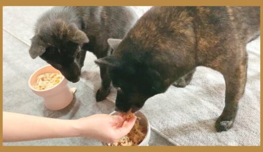 【甲斐犬】10歳、食欲が無い日でも飼い主の手渡しならパクパク食べるのです