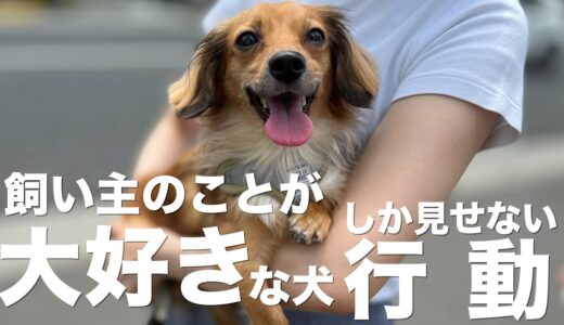 飼い主のことが大好きな犬しか見せない行動