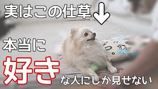 犬が心の底から好きな人にしか見せない行動が尊い【犬の仕草】