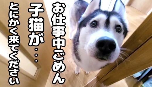 ハスキー犬が急用で騒いでるのでついて行ってみると子猫が...笑