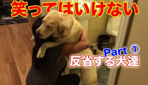 【Part①】反省する犬達の大爆笑面白動画に笑ってはいけない