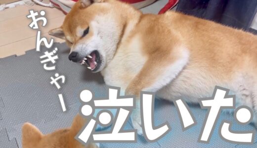 「おんぎゃぁー」と人間の赤ちゃんの様に泣く柴犬が可愛い