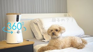 【最新Furbo】留守番中の犬を360°見守れるドッグカメラがすごい！/トイプードル