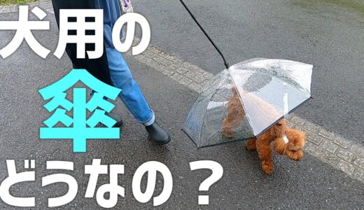 【梅雨対策】犬用の傘を購入して雨の日に散歩した結果【トイプードル】