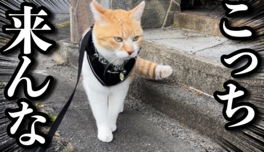 散歩中に犬に会ったときの反応が可愛すぎる猫🍓いちご狩り