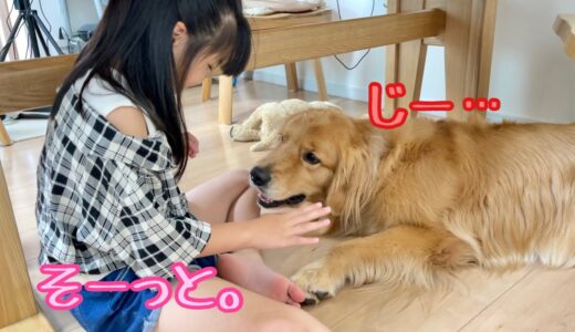 触るとガブッ！大型犬とのワニワニパニックでスリルを味わう愛娘【ゴールデンレトリバーとミニチュアダックスフンド】