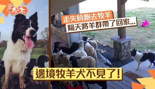 邊境牧羊犬走失爸極擔心　隔天牠本能大爆發　將鄰居羊群拐了回家