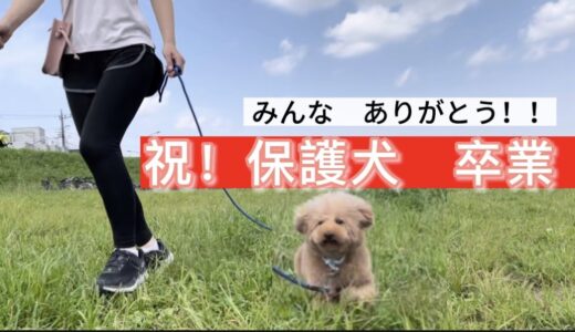 【保護犬卒業】ブリーダーさんから育児放棄された極小プードル