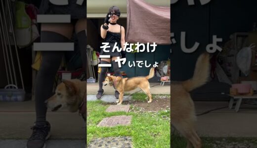 犬に領域展開をすると飛びかかってくるのか検証してみた。#shorts