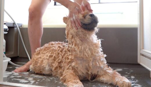 いつでも何をされても無抵抗なチャウチャウ犬